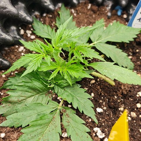 Wedding Cake Auto #1 growlog timeline photo