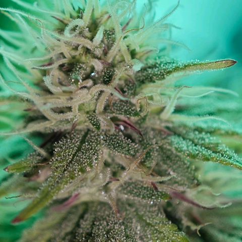 Watermelon OG RQS growlog timeline photo