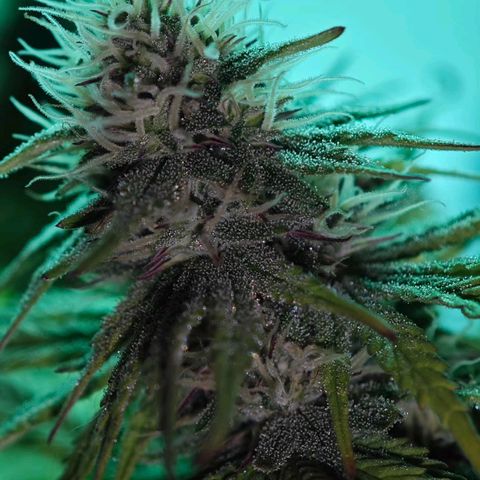 Watermelon OG RQS growlog timeline photo