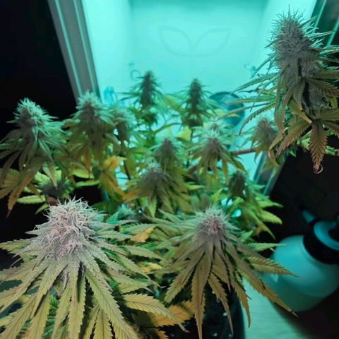 Watermelon OG RQS growlog timeline photo
