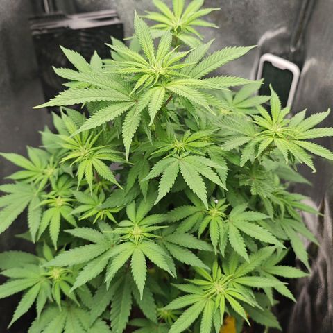 Watermelon OG RQS #2 growlog timeline photo