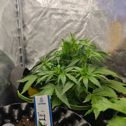 Fruit Punch Auto #1 growlog timeline photo