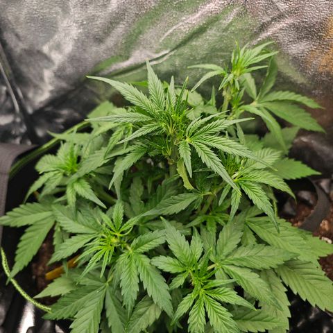 Fruit Punch Auto #1 growlog timeline photo