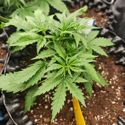 Wedding Cake Auto #1 growlog timeline photo