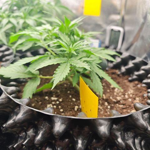 Wedding Cake Auto #1 growlog timeline photo