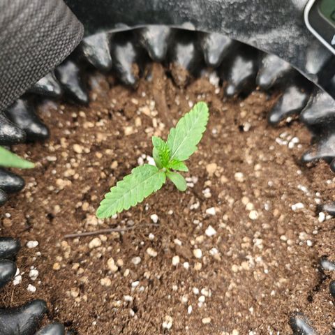 Nectarine Jelly #1 growlog timeline photo