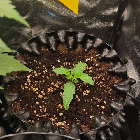 Nectarine Jelly #1 growlog timeline photo