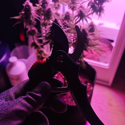 Watermelon OG RQS growlog timeline photo