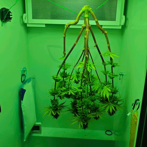 Watermelon OG RQS growlog timeline photo