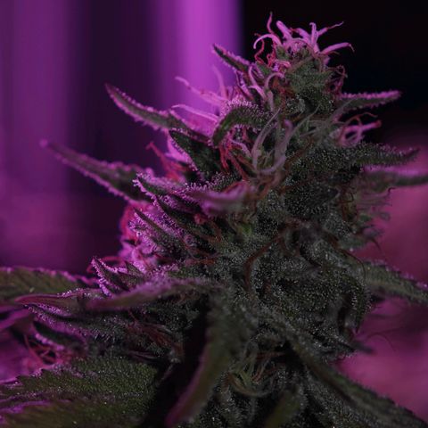 Watermelon OG RQS growlog timeline photo