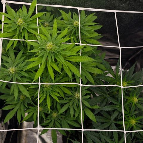 Watermelon OG RQS #2 growlog timeline photo