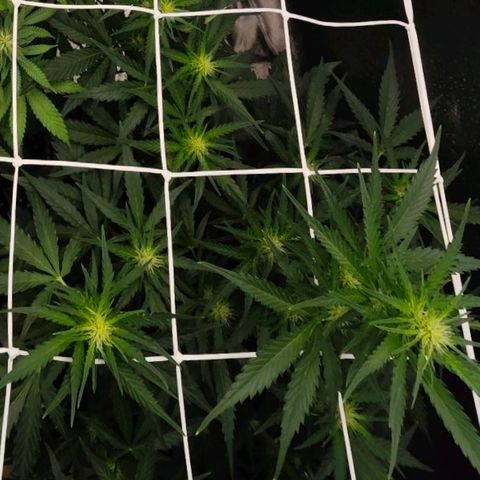Fruit Punch Auto #1 growlog timeline photo