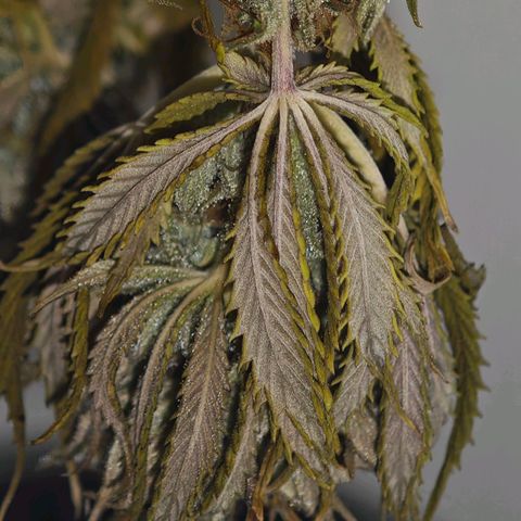 Watermelon OG RQS growlog timeline photo