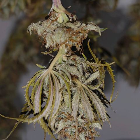 Watermelon OG RQS growlog timeline photo