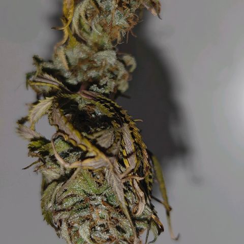 Watermelon OG RQS growlog timeline photo