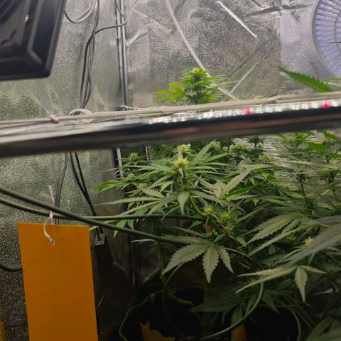 Watermelon OG RQS #2 growlog timeline photo