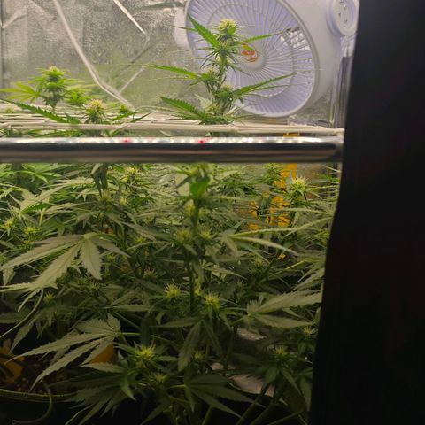 Fruit Punch Auto #1 growlog timeline photo