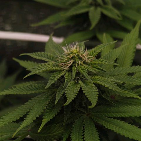 Watermelon OG RQS #2 growlog timeline photo