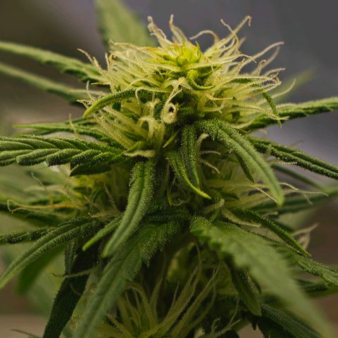 Fruit Punch Auto #1 growlog timeline photo