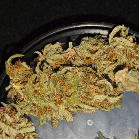 Watermelon OG RQS growlog timeline photo