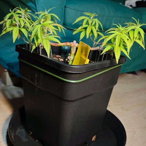 Nectarine Jelly #1 growlog timeline photo