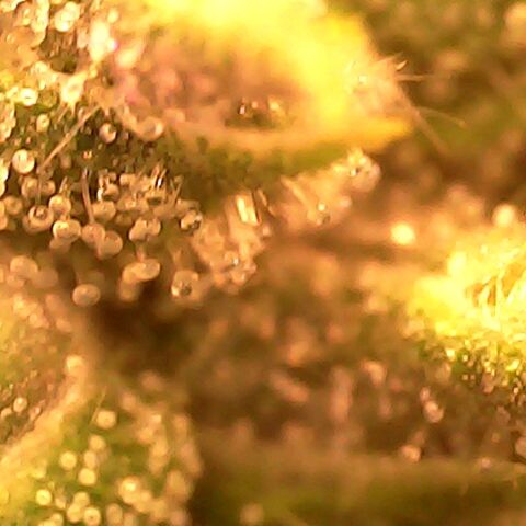 Gg - Royal Queen growlog timeline photo