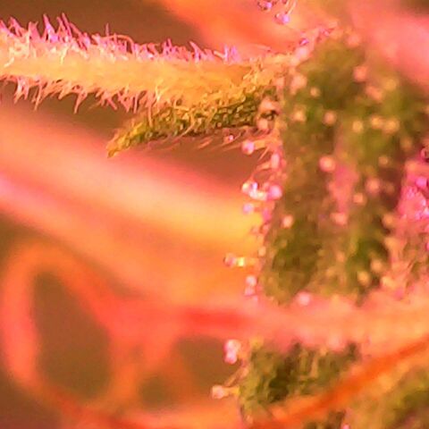 Gg - Royal Queen growlog timeline photo