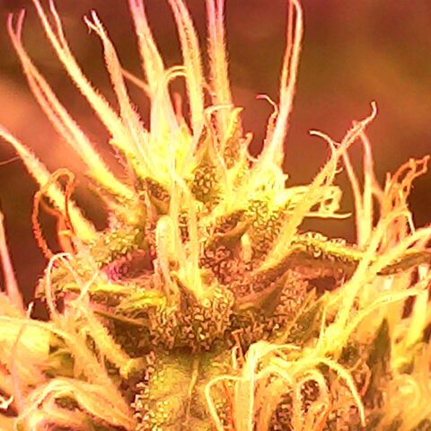 Gg - Royal Queen growlog timeline photo