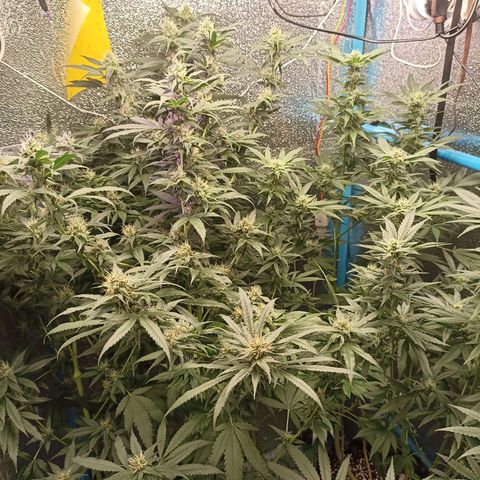 Gg - Royal Queen growlog photo: Last Day with the Old Tent!