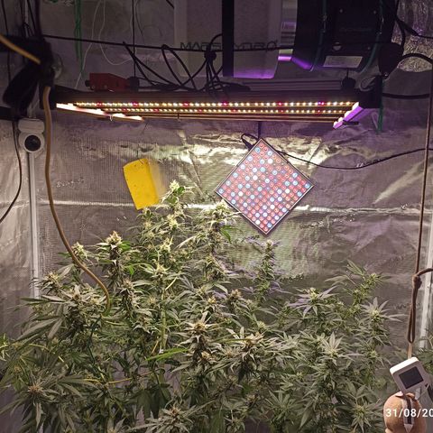 Gg - Royal Queen growlog photo: With Mars Hydro Full Set!