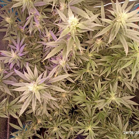 Gg - Royal Queen growlog timeline photo