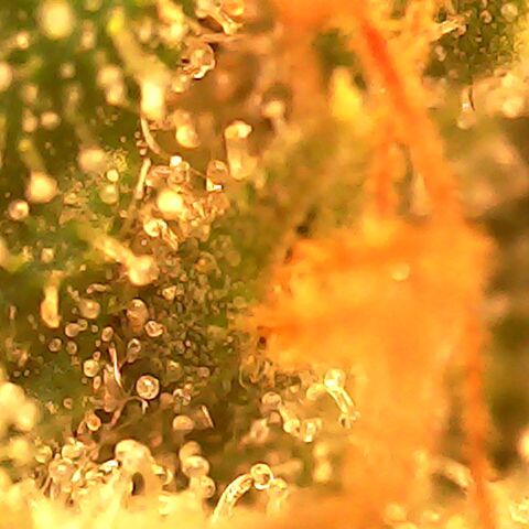 Gg - Royal Queen growlog timeline photo