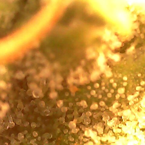 Gg - Royal Queen growlog timeline photo