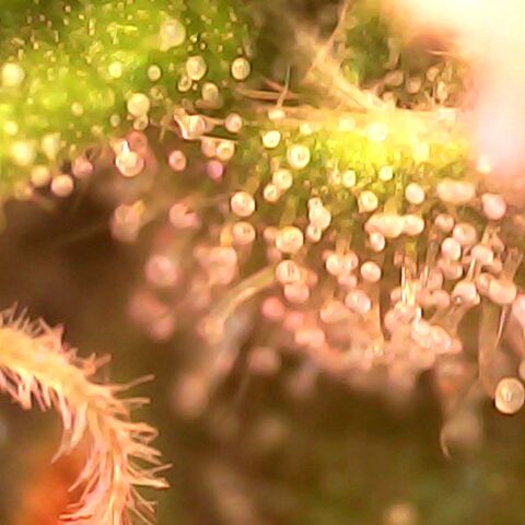 Gg - Royal Queen growlog timeline photo