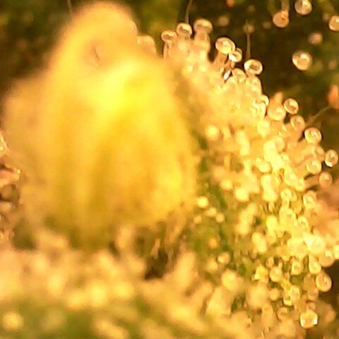 Gg - Royal Queen growlog timeline photo