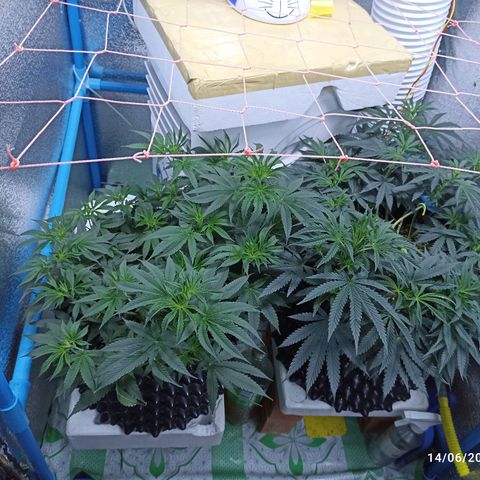 Gg - Royal Queen growlog timeline photo