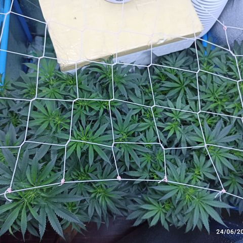 Gg - Royal Queen growlog timeline photo