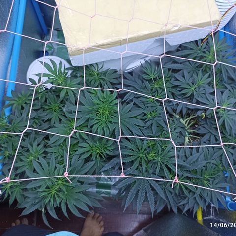 Gg - Royal Queen growlog timeline photo