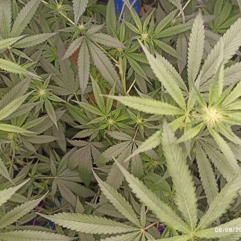 Gg - Royal Queen growlog timeline photo