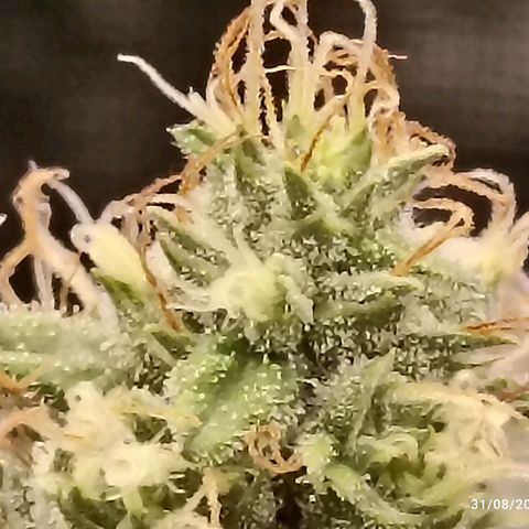 Gg - Royal Queen growlog timeline photo