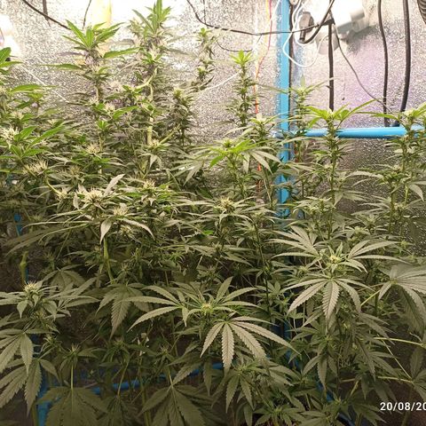 Gg - Royal Queen growlog timeline photo