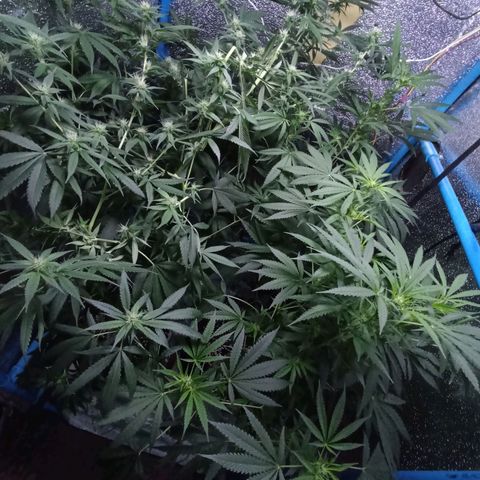 Gg - Royal Queen growlog timeline photo