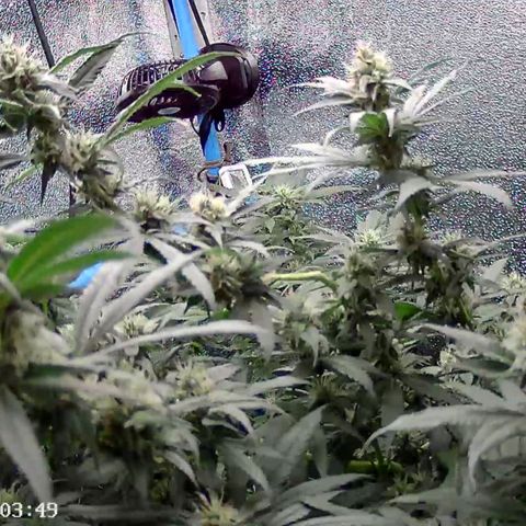 Gg - Royal Queen growlog timeline photo