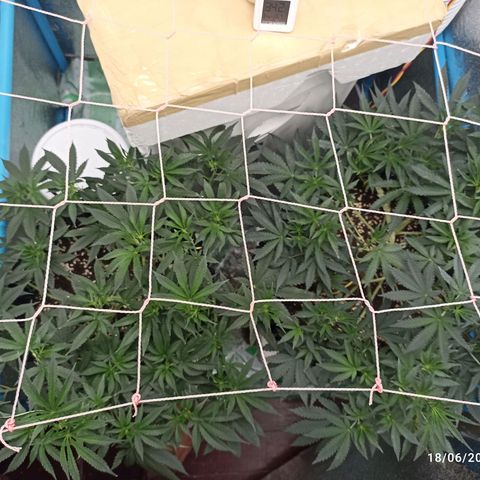 Gg - Royal Queen growlog timeline photo