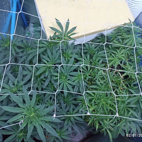 Gg - Royal Queen growlog timeline photo