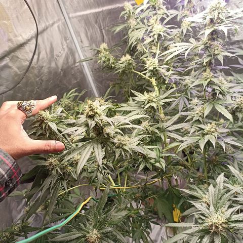 Gg - Royal Queen growlog timeline photo