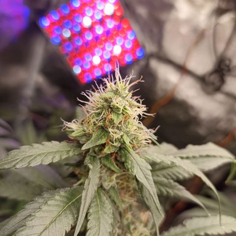 Gg - Royal Queen growlog timeline photo