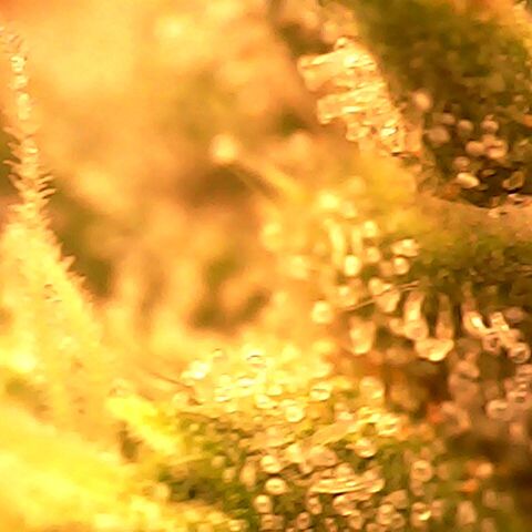 Gg - Royal Queen growlog photo: Checking Trichomes