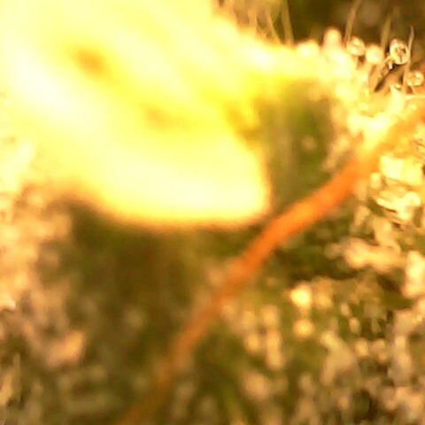 Gg - Royal Queen growlog photo: Checking Trichomes