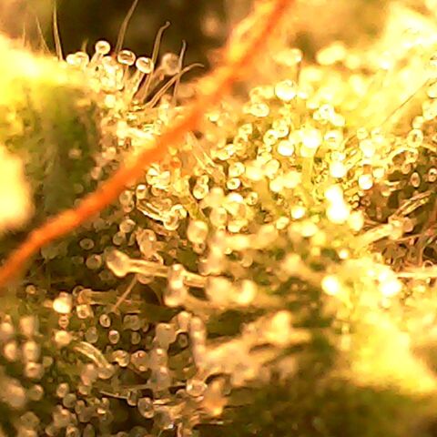 Gg - Royal Queen growlog photo: Checking Trichomes